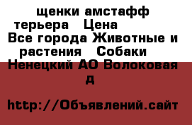 щенки амстафф терьера › Цена ­ 30 000 - Все города Животные и растения » Собаки   . Ненецкий АО,Волоковая д.